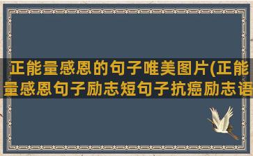 正能量感恩的句子唯美图片(正能量感恩句子励志短句子抗癌励志语录)